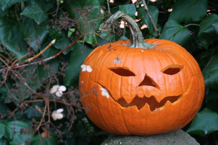 A classic jack-o'-lantern with a mischievous grin and sharp eyes sits in a lush garden. Surrounded foliage gives the scene a mysterious feel, making it a perfect Halloween decoration in this eerie, natural setting.